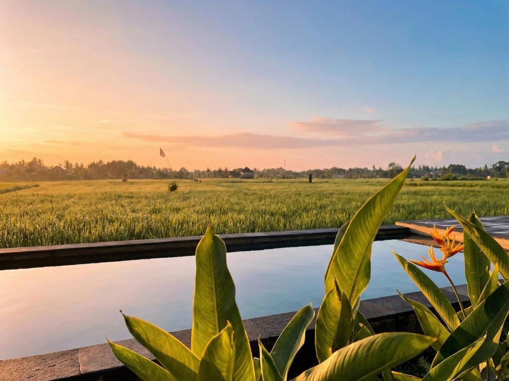 a view of a field from the deck of a house at Kalyana Gangga in Krambitan