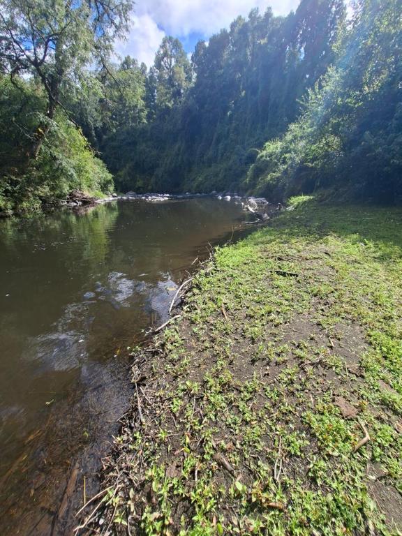 a river in a field with trees in the background at camping los hualles in Lago Ranco