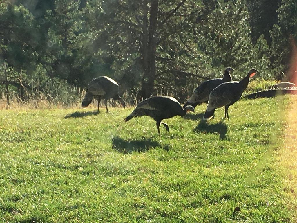 Priceless Black Hills View - Two-Bedroom House