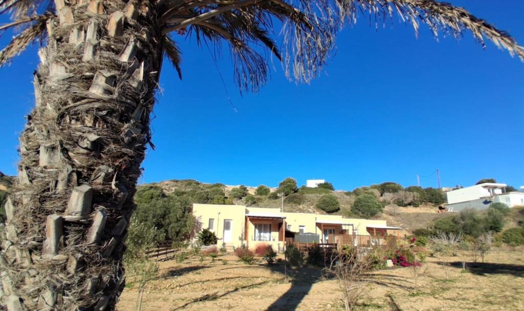eine Palme vor einem Haus in der Unterkunft Anthos Residence 2 in Kefalos