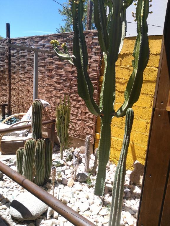 Fotografie z fotogalerie ubytování Hostal Cactus Copiapo v destinaci Copiapó