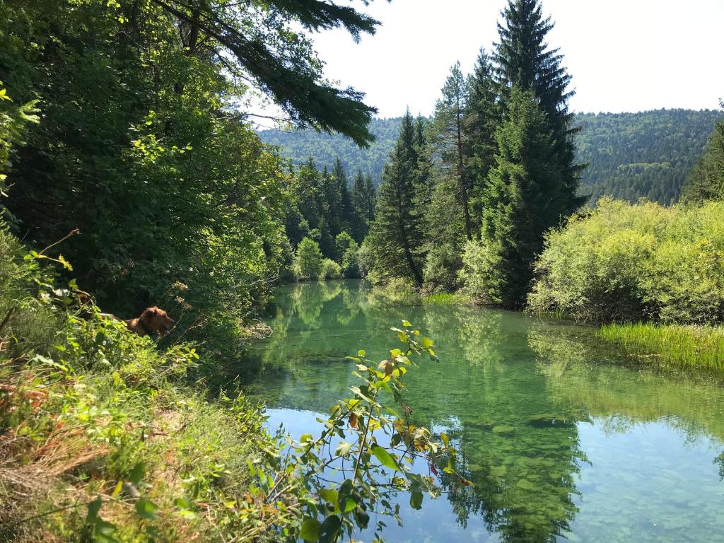 a river in the middle of a forest at River Lodge Jesenica in Lička Jesenica