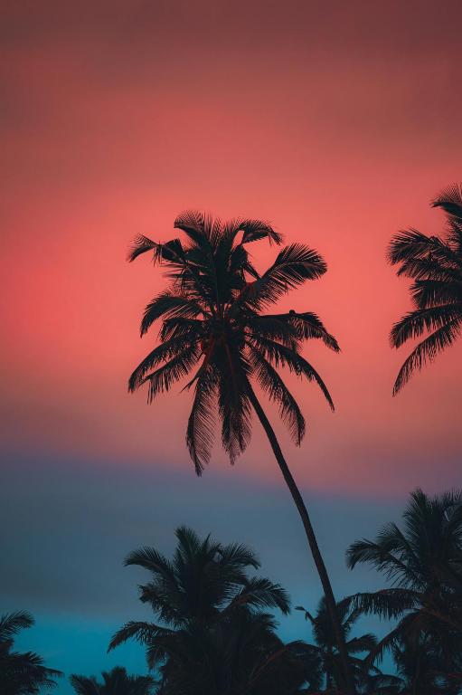 a group of palm trees against a sunset at Tim's Place Anjuna beach in Anjuna