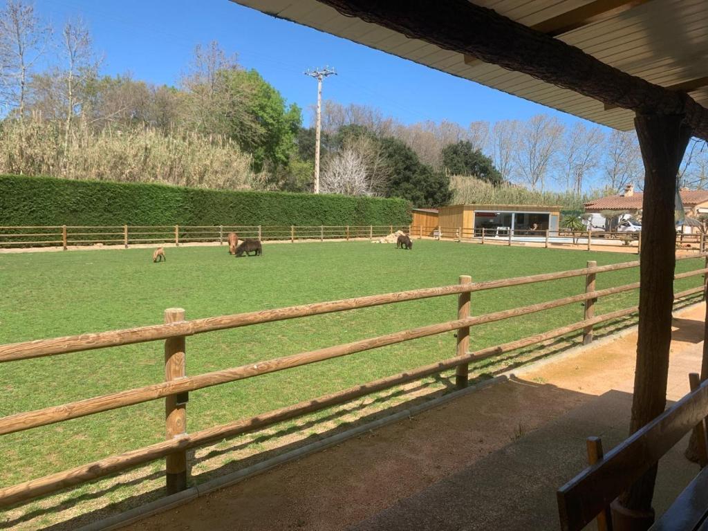 a group of cows grazing in a field behind a fence at Rancho Catalan 2 in Castillo de Aro