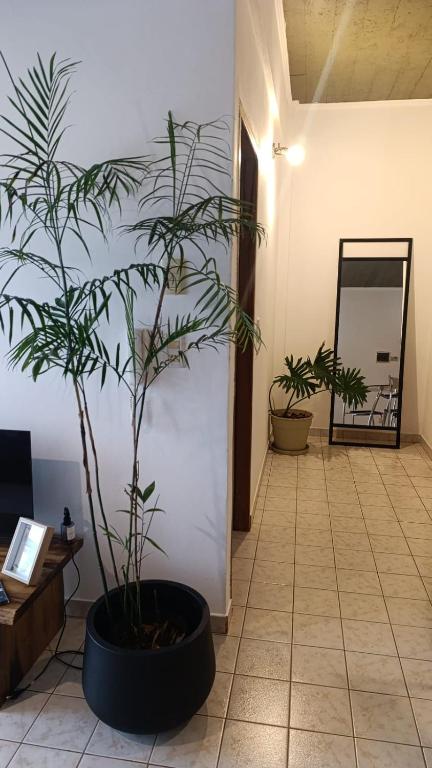 a plant in a large black pot in a room at Numa Casa Temporal in Eldorado