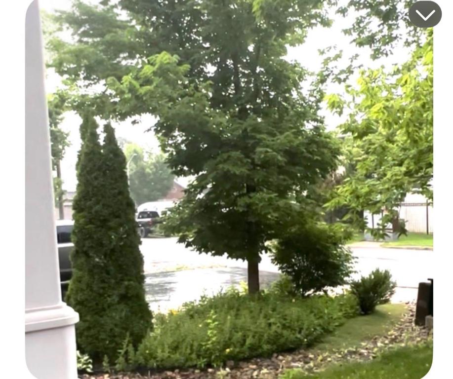 a tree in a yard next to a street at Peaceful escape in Ottawa