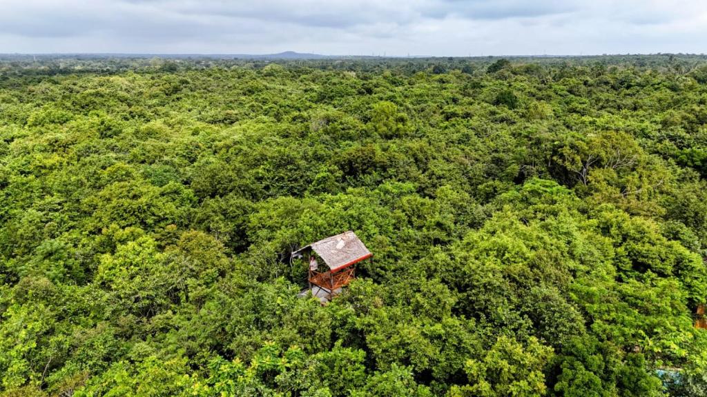 an old building in the middle of a forest at Tree Trails Sigiriya in Sigiriya