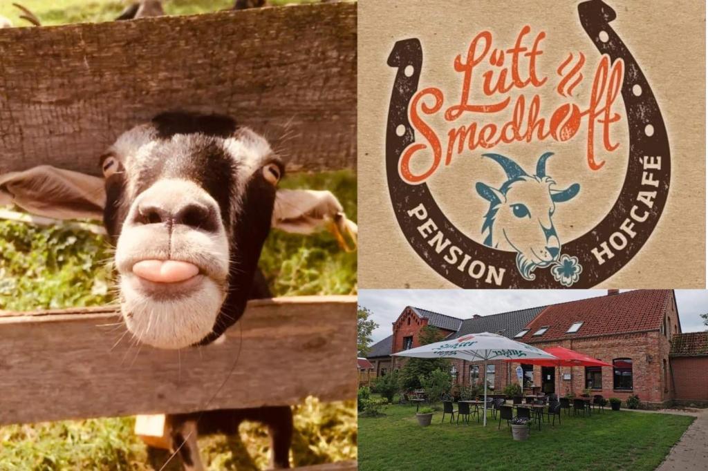 a collage of pictures with a cow sticking its tongue at Lütt Smedhoff - Appartement Dresden in Gülzow