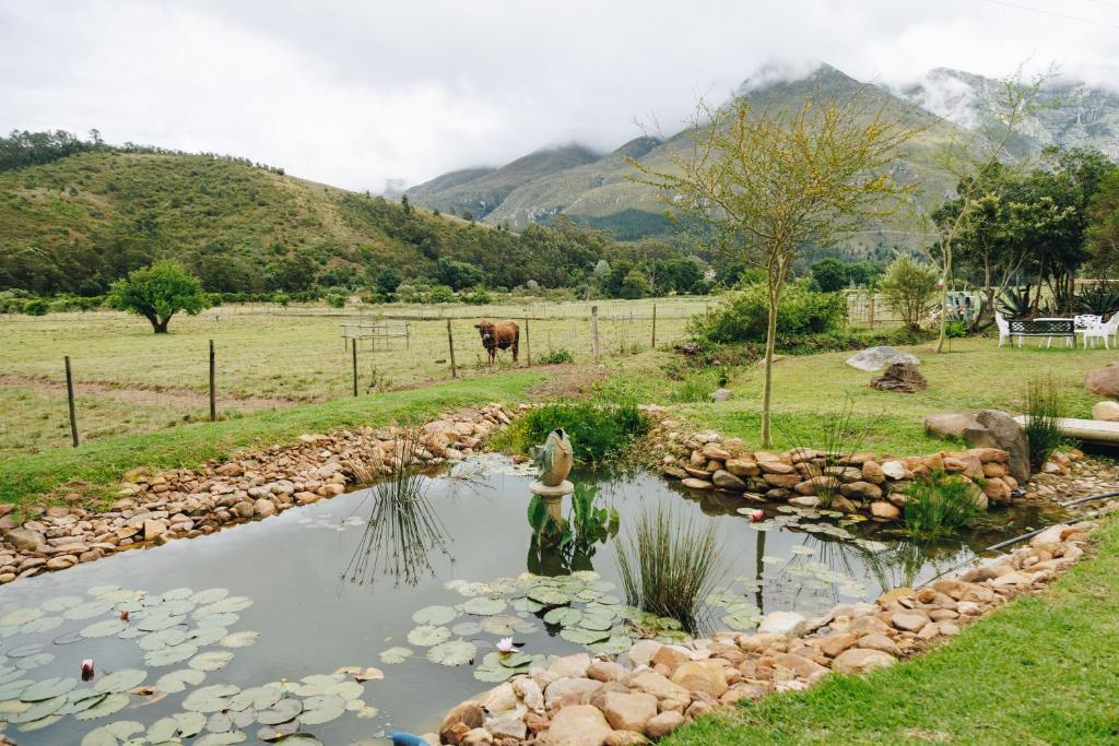 a pond with lily pads and a cow in a field at The Hamlet in Swellendam
