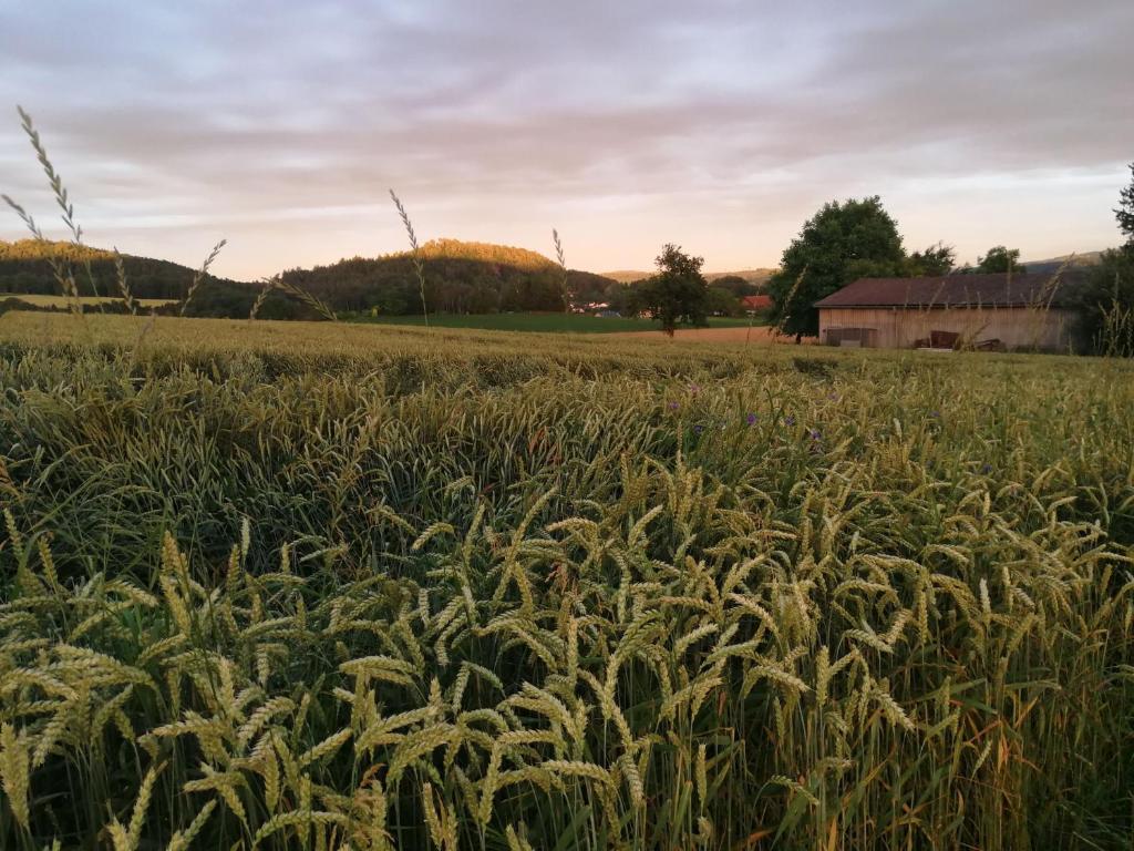 a field of tall grass with a barn in the background at Ferienhof Windegg in Stockach