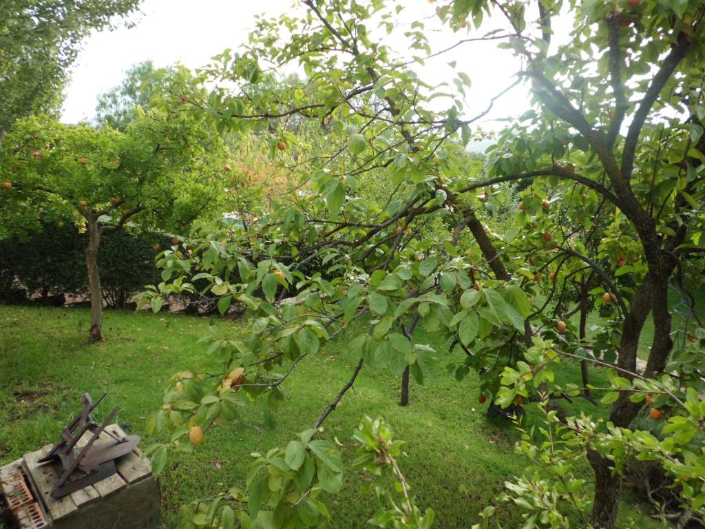 Zahrada ubytování Apartamentos Baeza RN