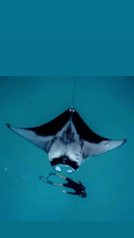 Ein Drachen fliegt am Himmel in der Unterkunft Oceanvine in Mahibadhoo