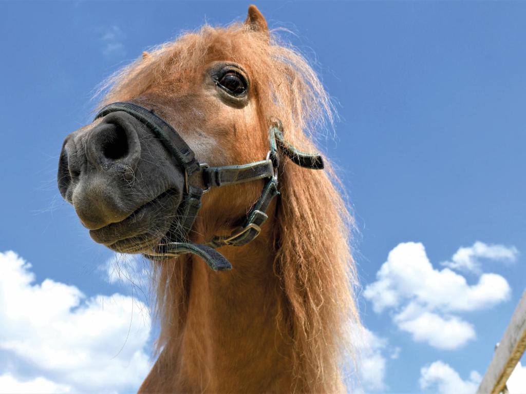 a close up of a horse with a long hair at Hardthof Sauerland in Schmallenberg