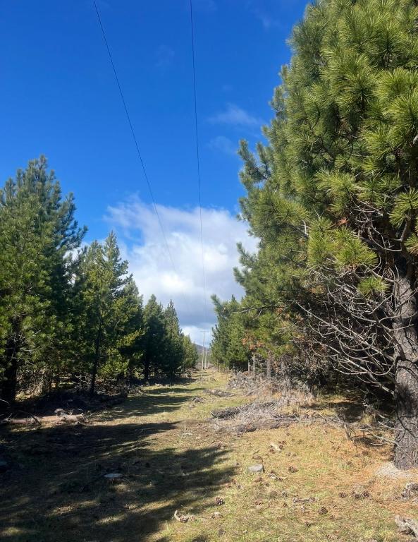 a path through a forest with trees on either side at Cabañita Coyhaique in El Cerrillo