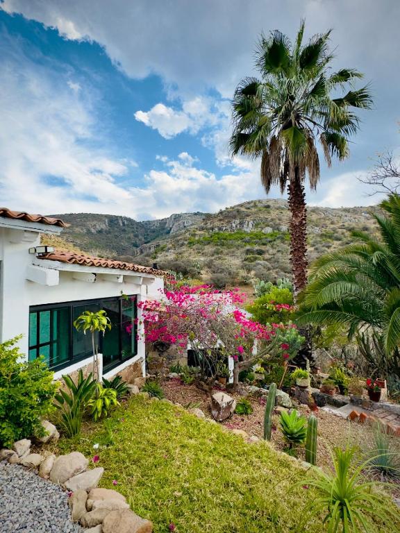 a palm tree next to a house with a garden at Casa Lavanda in San Miguel de Allende
