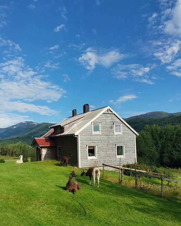 a barn with two animals standing in the grass in front at Llama Lodge Authentic Sunnfjord Farm in Kleivane