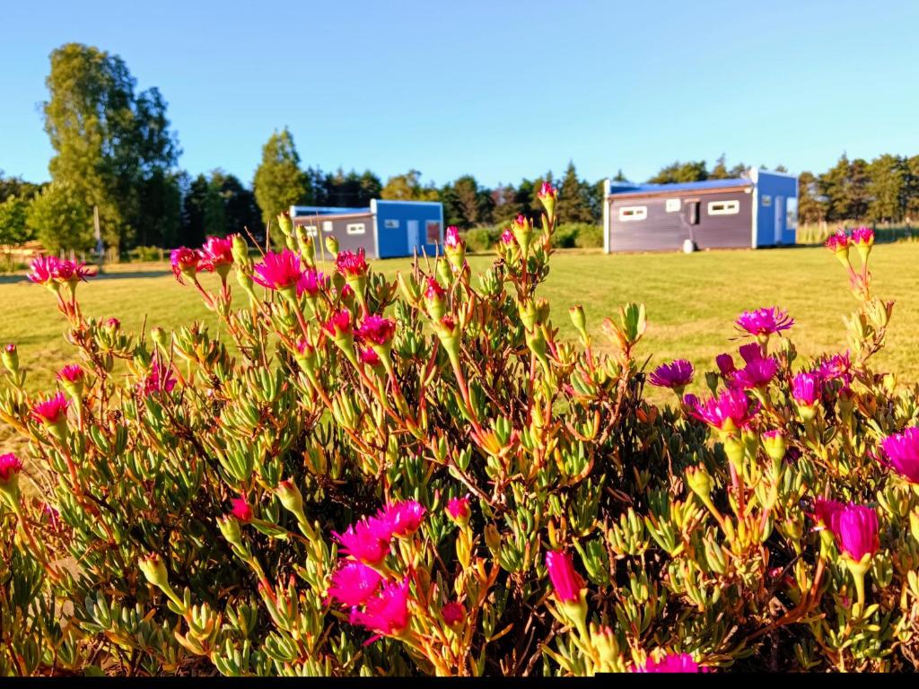 a bush with pink flowers in front of a field at Entre Pinos y Volcanes in Frutillar