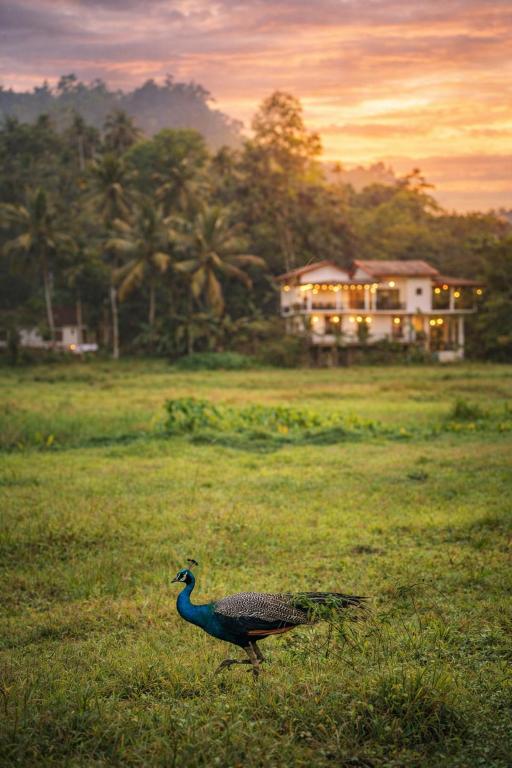 a peacock walking in a field with a house in the background at Wildlife Kingdom - Deniyaya Sinharaja in Deniyaya