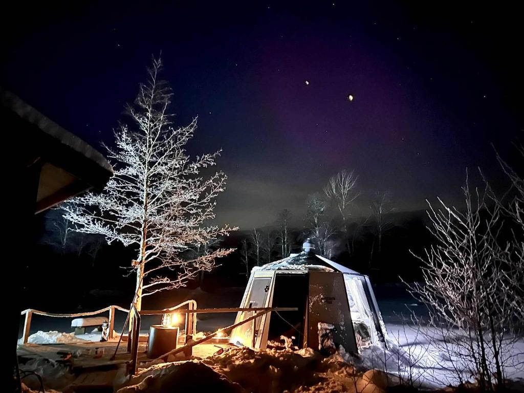 a small tree in front of a house at night at Hedetangen AuroraHut wintertime in Lungsundet
