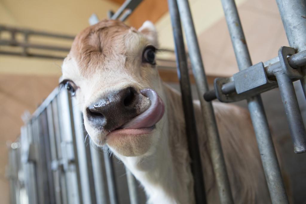 Zvieratá na farme alebo blízkom okolí