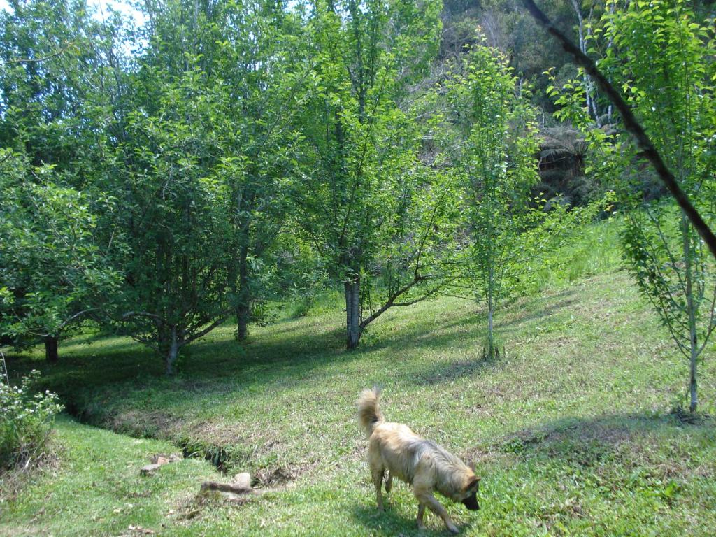  Sítio Mandaçaia
