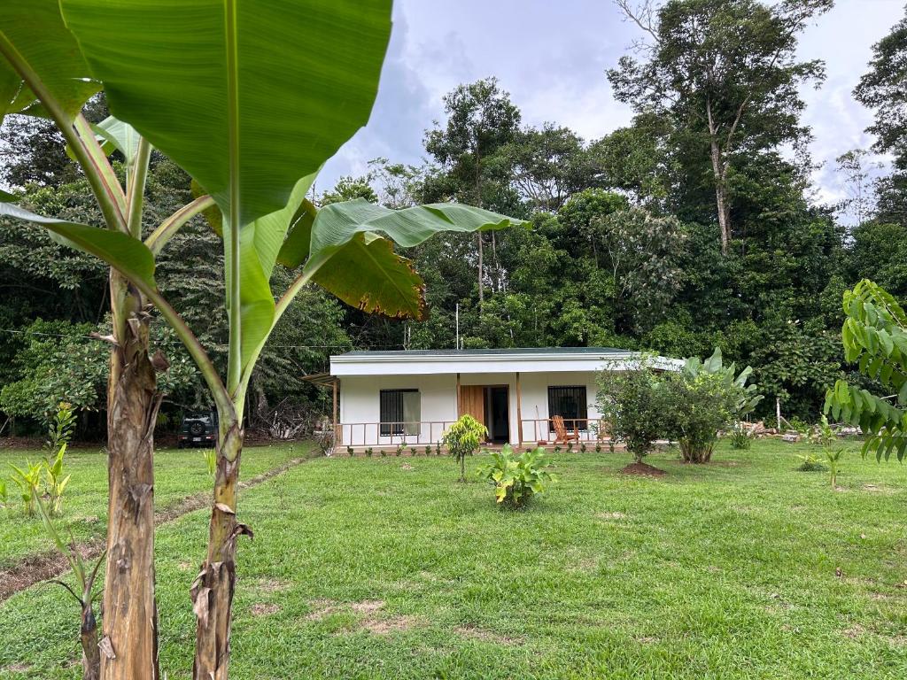 a small house in a field with a tree at Casa Marion in Puerto Jiménez