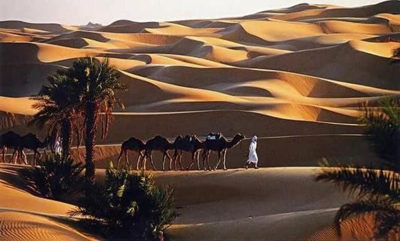 Djnane Elhwass timimoun