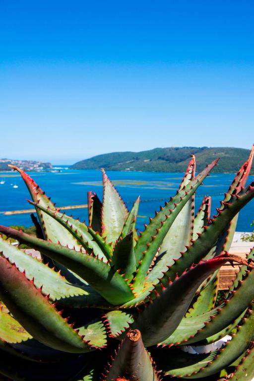 a green succulentuanauanauanauanauanauanauanauanauanauanauana at THEBLOEM Guest Suites by Knysna Paradise Collection in Knysna