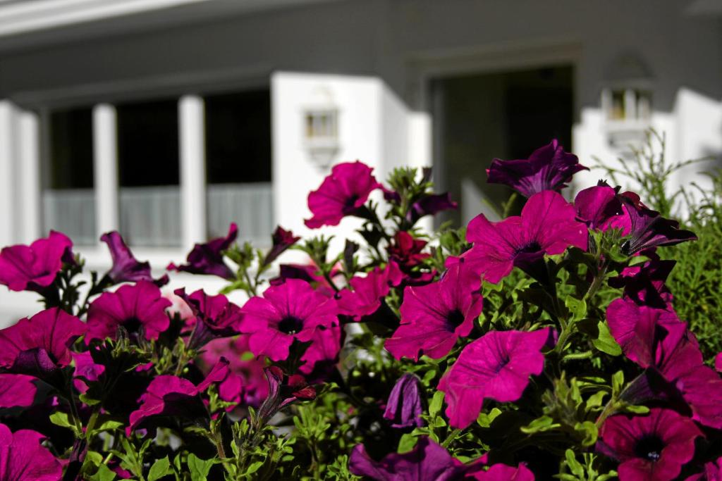 Zahrada ubytování Hotel Wiese