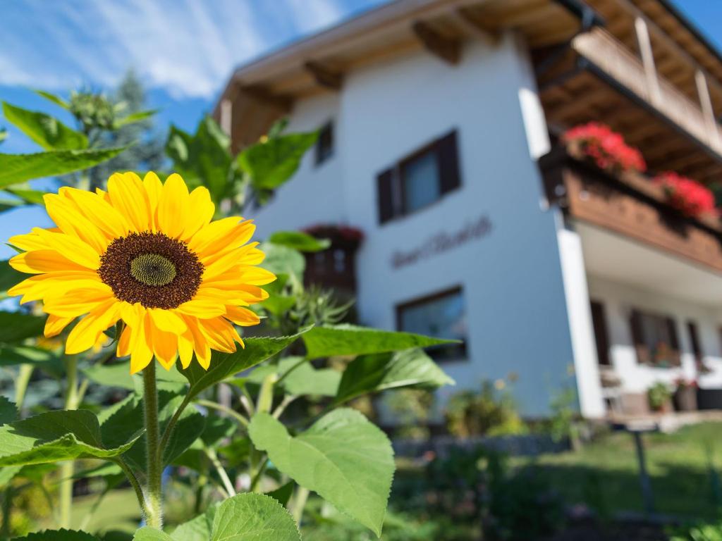 um girassol amarelo em frente a um edifício em Haus Elisabeth em Nova Ponente