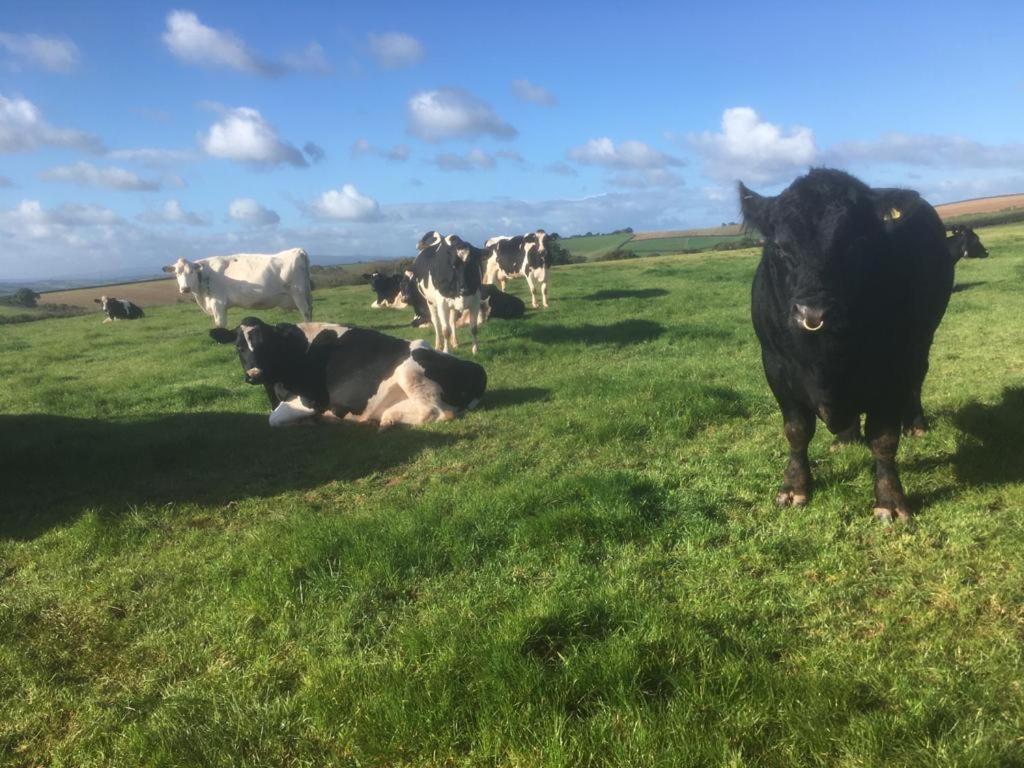 a herd of cows standing in a field of grass at North Hollacombe Farm in Colebrooke