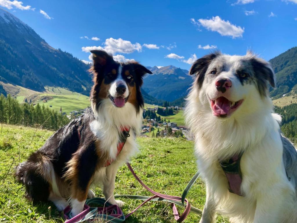 two dogs on a leash on a grassy hill at Bären Appartements in Berwang