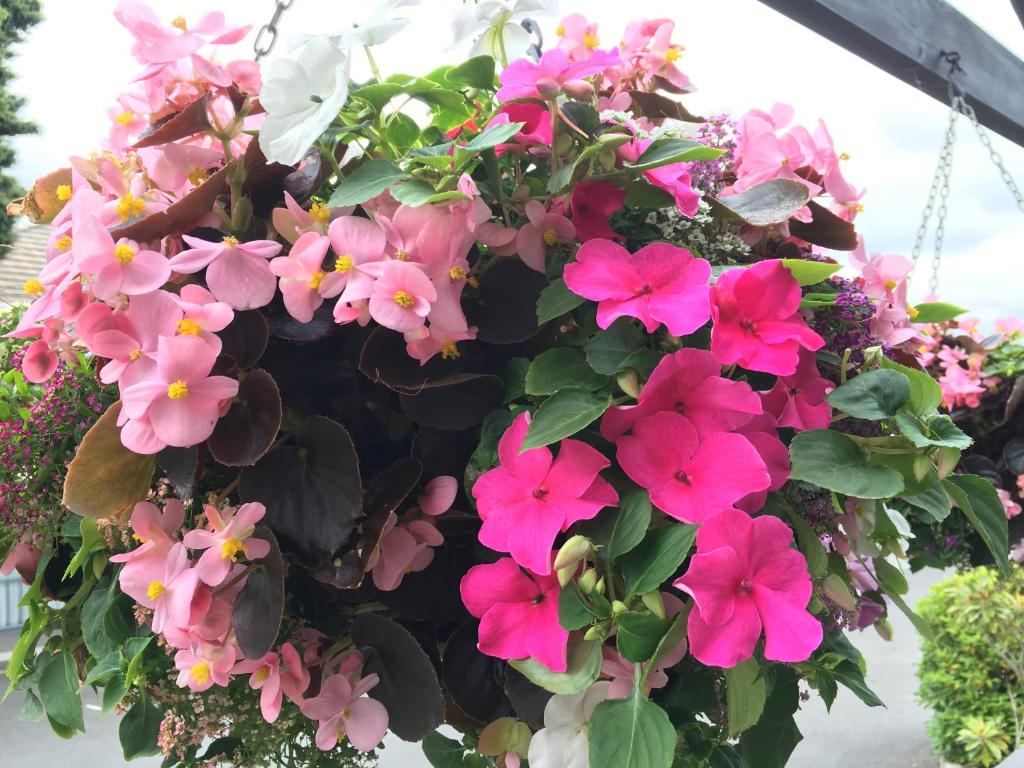 Fenton Court Motel - Resim 14