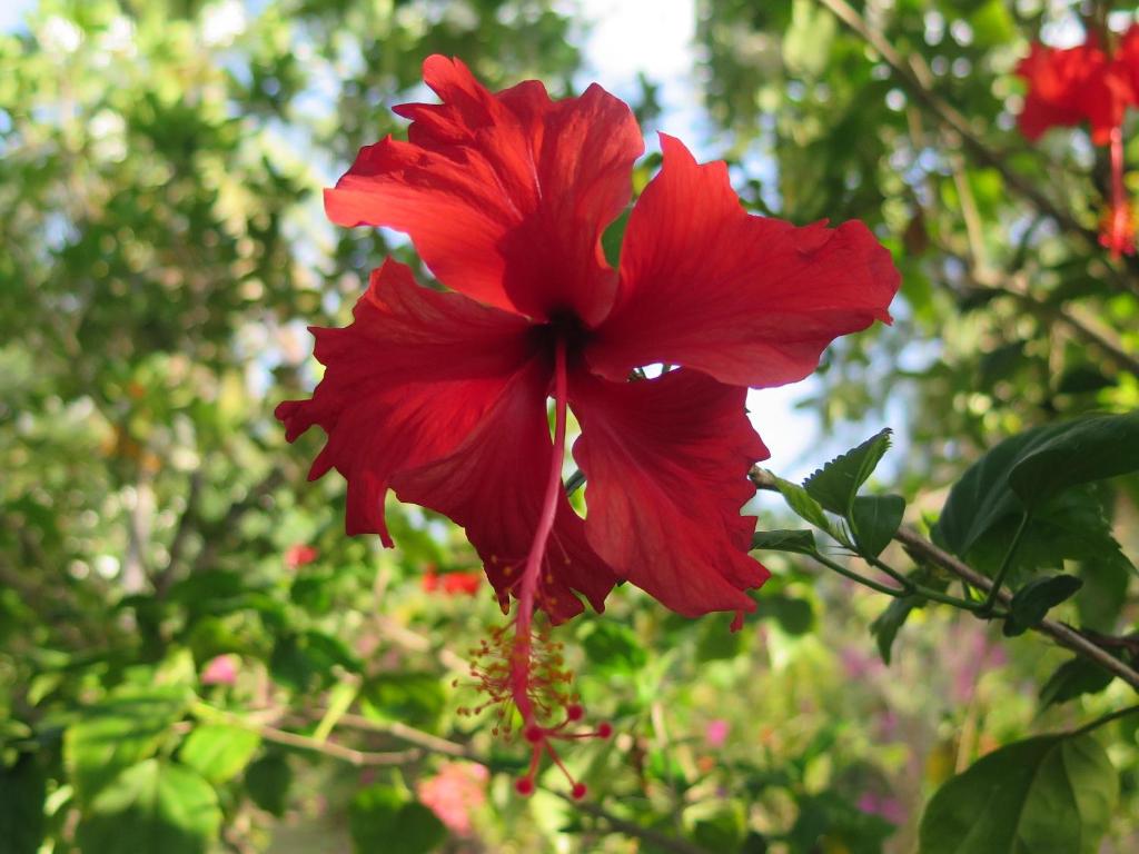 Jardín al aire libre en Ananda B&B