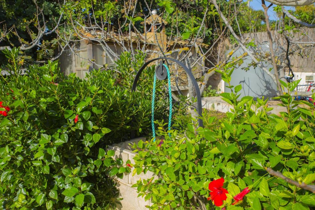 Zahrada ubytování Casa dei Carrubi