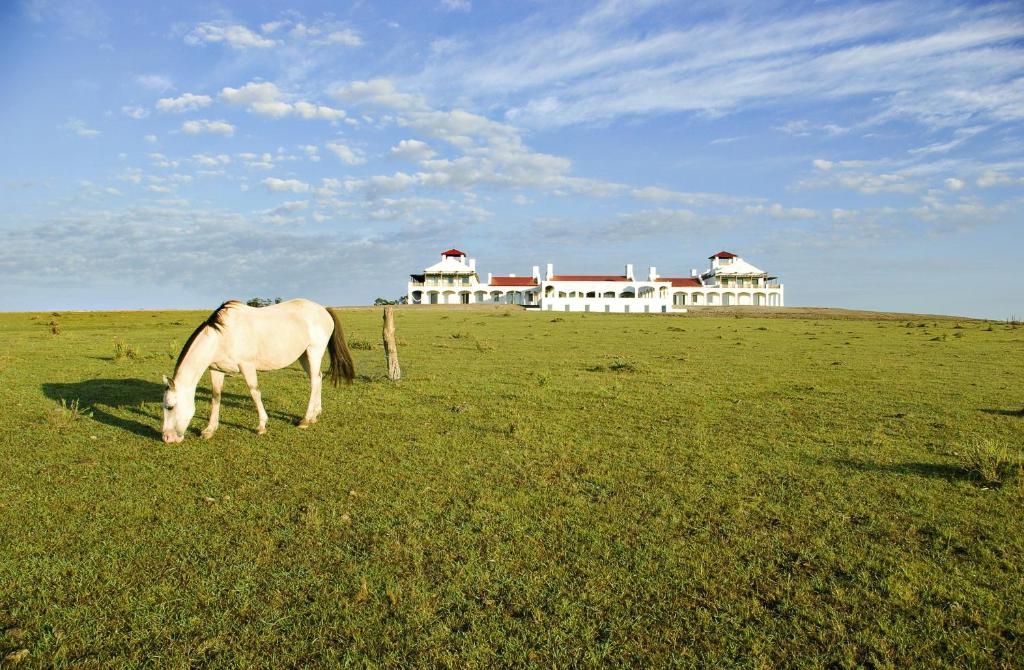 um cavalo a pastar num campo com uma casa ao fundo em Estancia VIK José Ignacio em José Ignacio