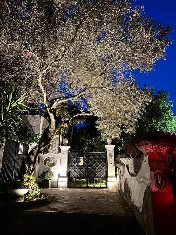 a tree in front of a fence at night at CASA SOFIA in Anacapri