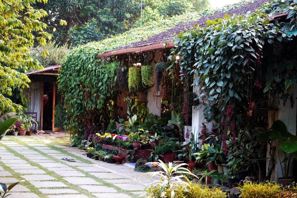 a house with plants growing on the side of it at Edgestay in Mudigere