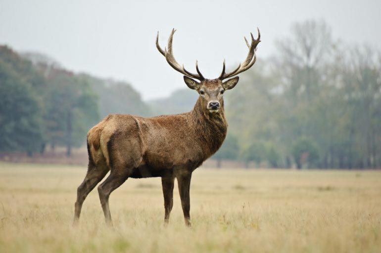 a deer with large antlers standing in a field at Le Domaine De Malchamps in Spa