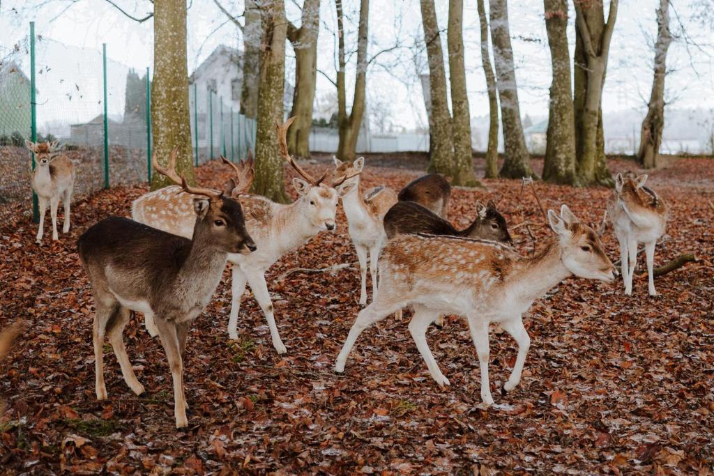 Small herd of spotted deer standing among leaf-covered forest floor, quiet autumn setting near a fence.