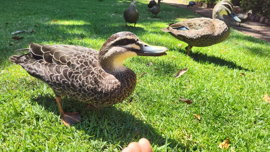 a person feeding a duck in the grass at Adamsons Riverside in Margaret River Town