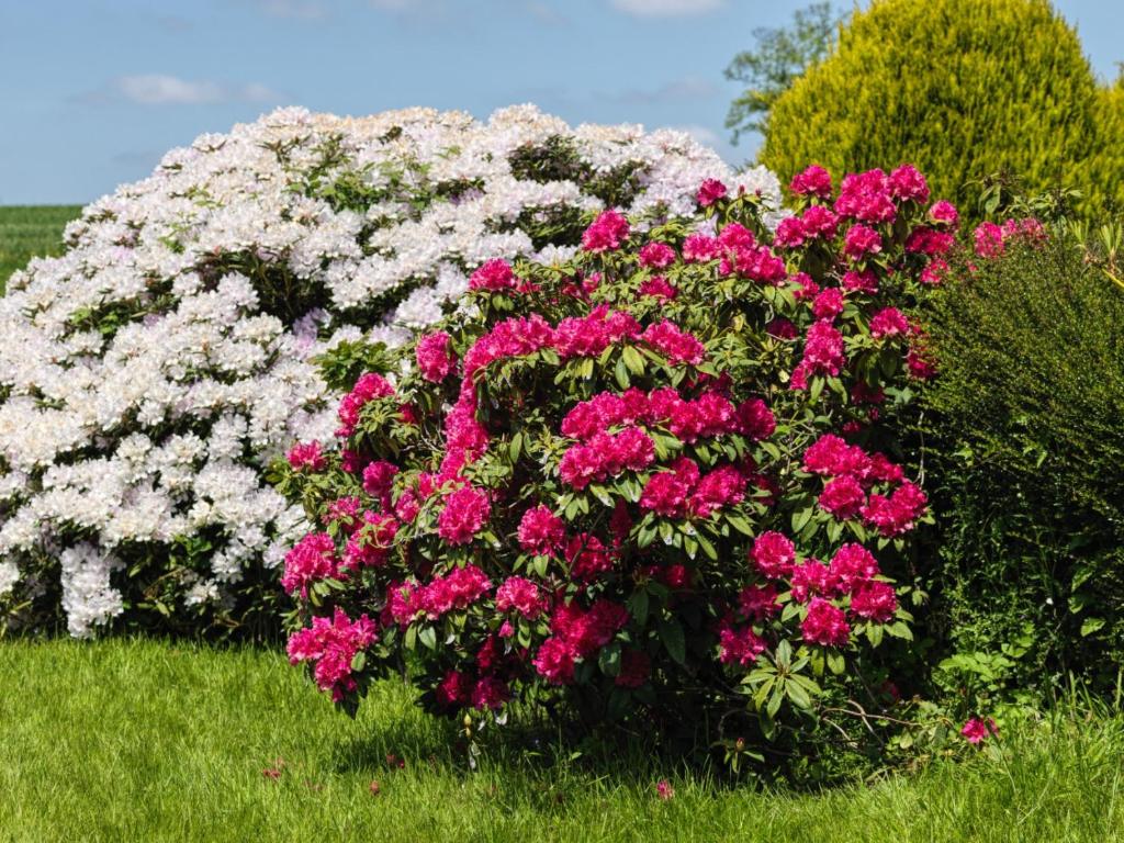 Le Manoir de la Beslière - Gîte et Chambres d'hôtes - 13