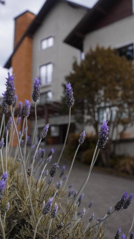a bunch of purple flowers in front of a building at Hotel Gramado Interlaken in Gramado