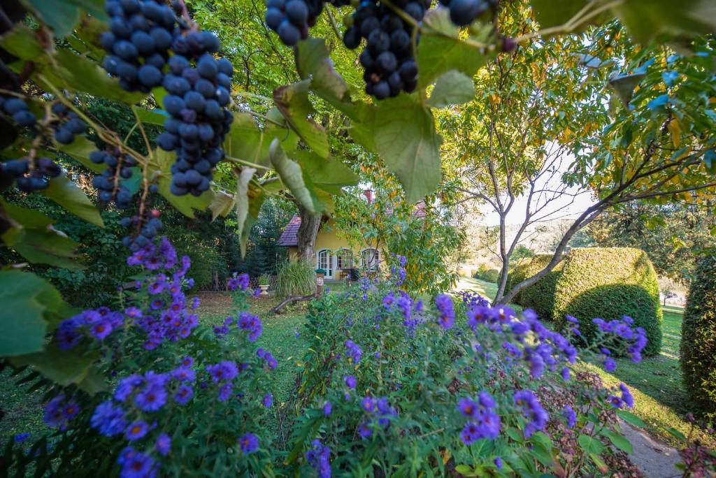 Zahrada ubytování Winemakers Escape