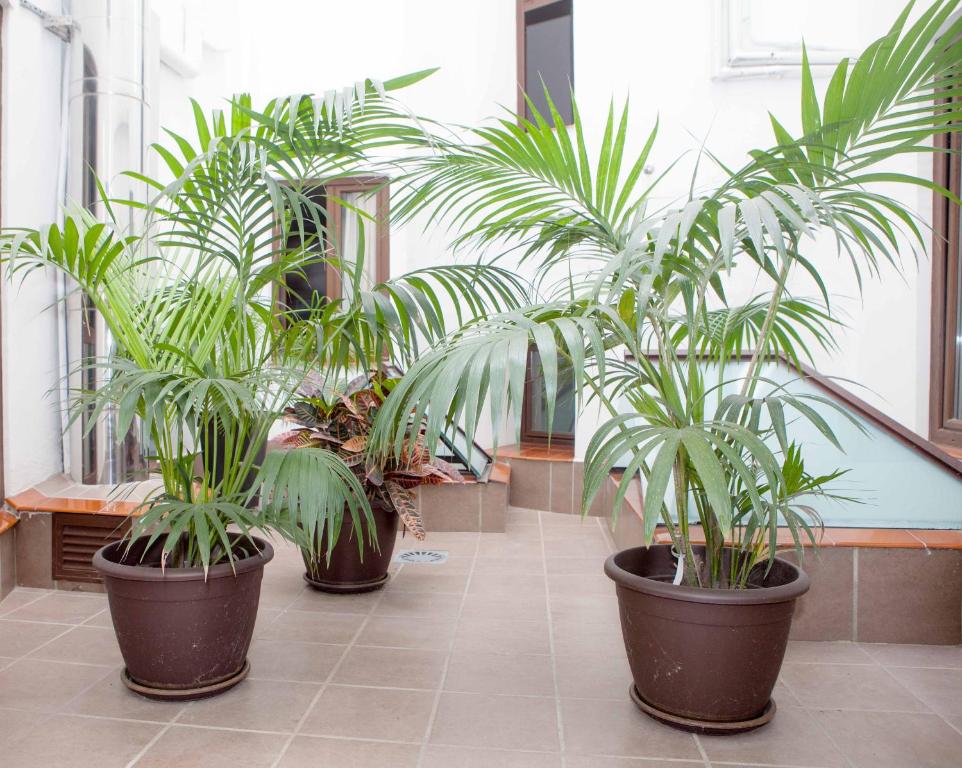 Castilla Guerrero - Resim 37