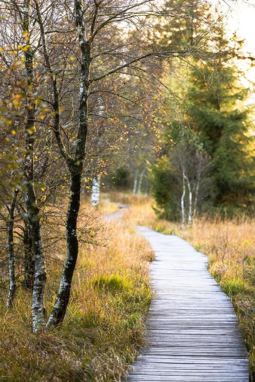 a wooden path through a forest with trees at Aux Caillebotis in Waimes
