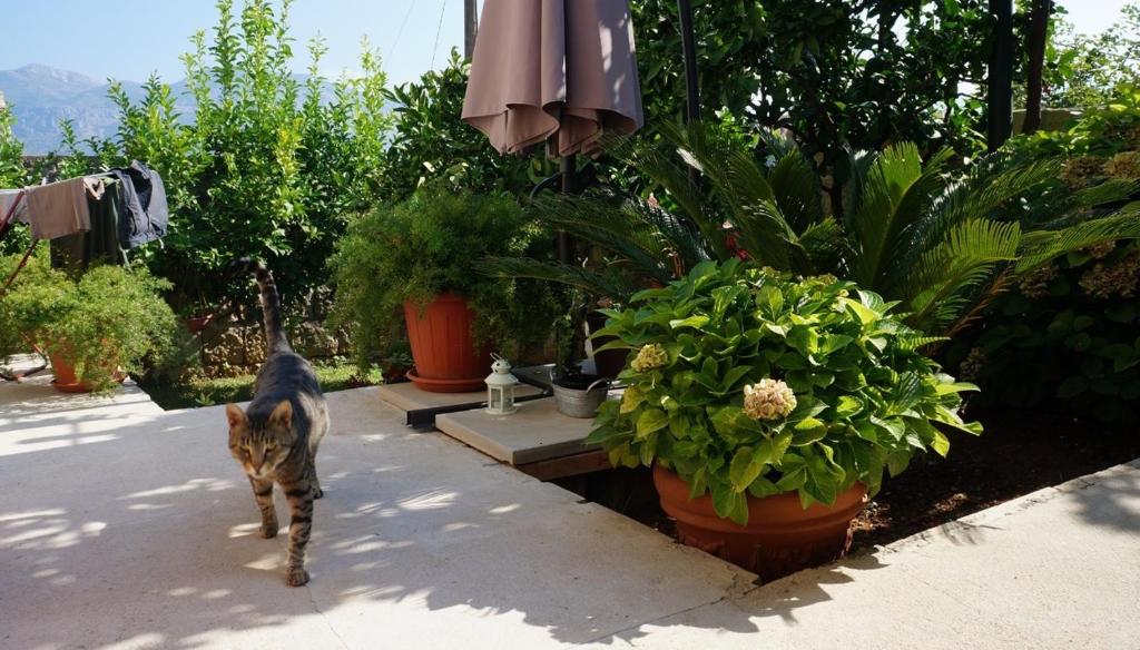 Jardin de l'établissement Kuća Cvjetković