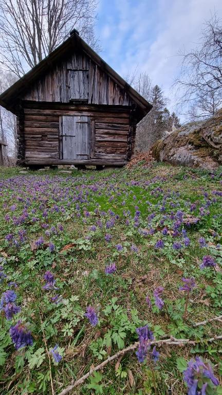 a field of purple flowers in front of a cabin at Oandu Camping saunamaja in Oandu