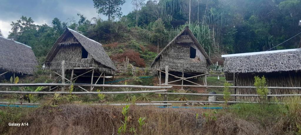 a group of houses with thatched roofs in a field at Khao Sok Moon Light Hill Camp in Khao Sok National Park