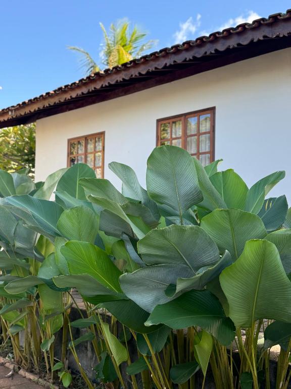 a house with large green plants in front of it at Atelier-Aconchego e Fitness in Pirenópolis